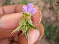 Sind Blepharis